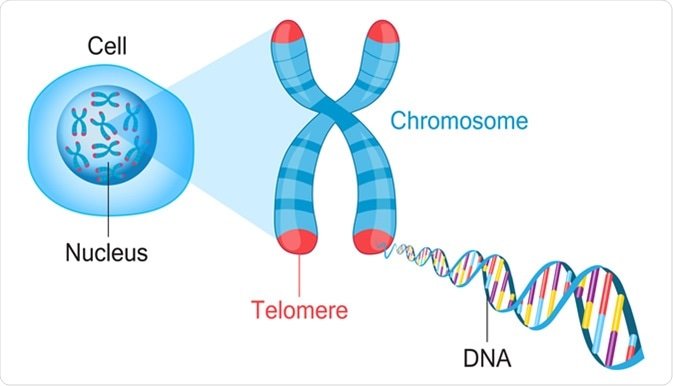 telomer, DNA, kromoson, X39,
